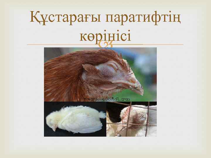 Құстарағы паратифтің көрінісі 