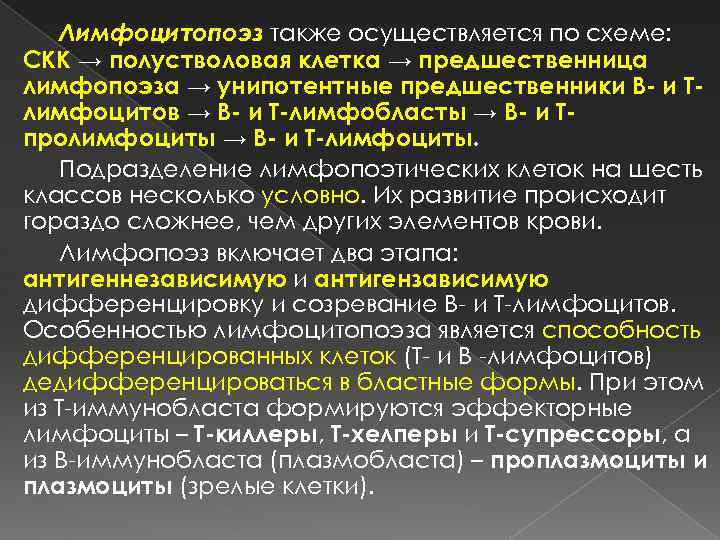 Лимфоцитопоэз также осуществляется по схеме: СКК → полустволовая клетка → предшественница лимфопоэза → унипотентные