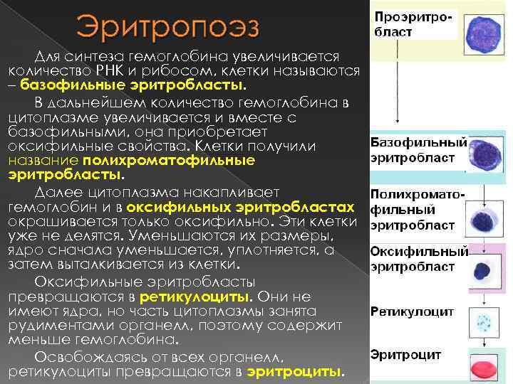 Эритропоэз Для синтеза гемоглобина увеличивается количество РНК и рибосом, клетки называются – базофильные эритробласты.