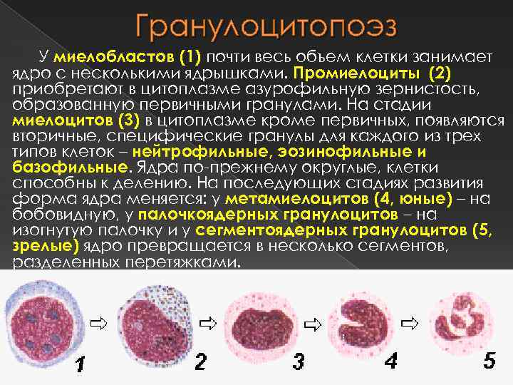 Гранулоцитопоэз У миелобластов (1) почти весь объем клетки занимает ядро с несколькими ядрышками. Промиелоциты