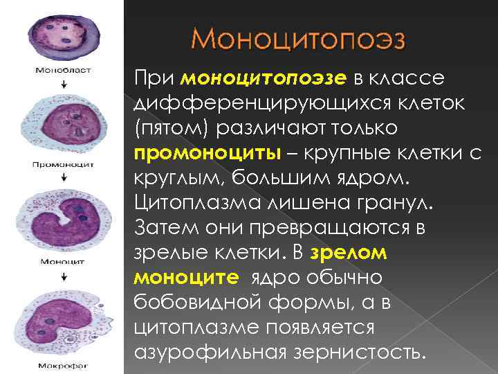 Моноцитопоэз При моноцитопоэзе в классе дифференцирующихся клеток (пятом) различают только промоноциты – крупные клетки