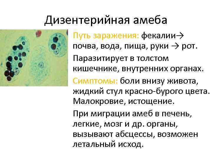 Дизентерийная амеба Путь заражения: фекалии→ почва, вода, пища, руки → рот. Паразитирует в толстом