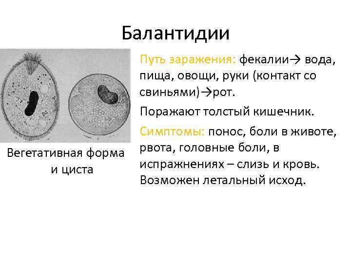 Балантидии • Путь заражения: фекалии→ вода, пища, овощи, руки (контакт со свиньями)→рот. • Поражают