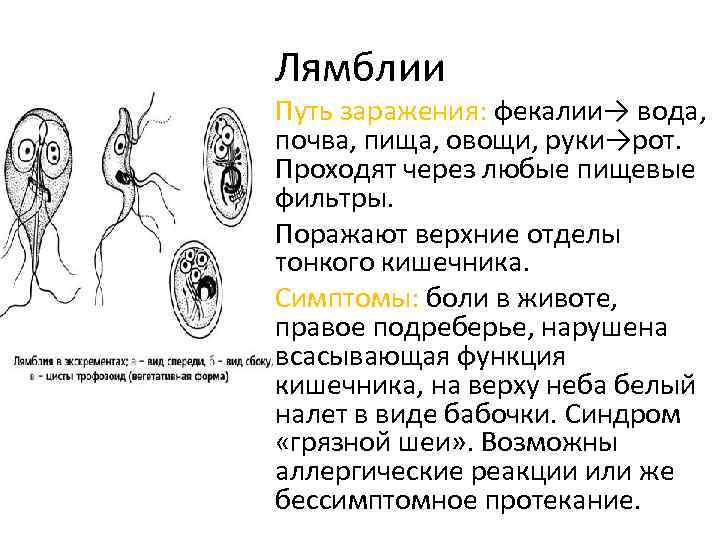 Лямблии • Путь заражения: фекалии→ вода, почва, пища, овощи, руки→рот. Проходят через любые пищевые