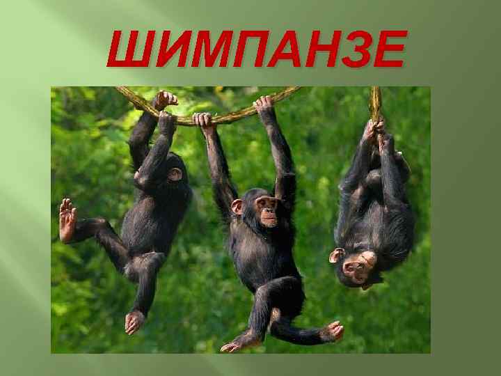 ШИМПАНЗЕ 