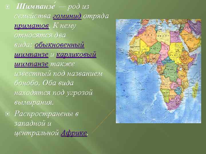  Шимпанзе — род из семейства гоминид отряда приматов. К нему относятся два вида: