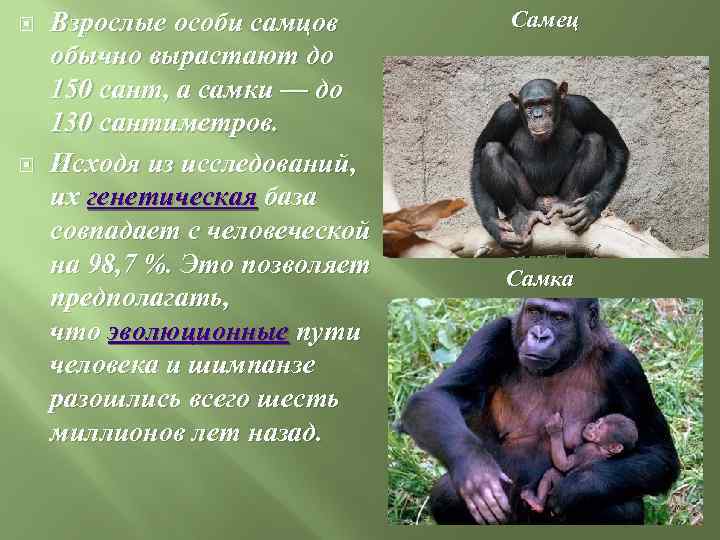  Взрослые особи самцов обычно вырастают до 150 сант, а самки — до 130