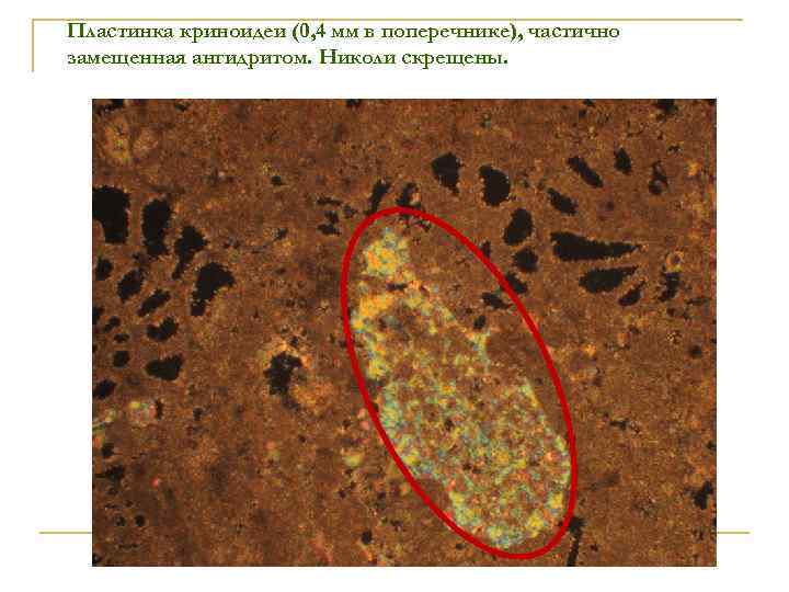 Пластинка криноидеи (0, 4 мм в поперечнике), частично замещенная ангидритом. Николи скрещены. 