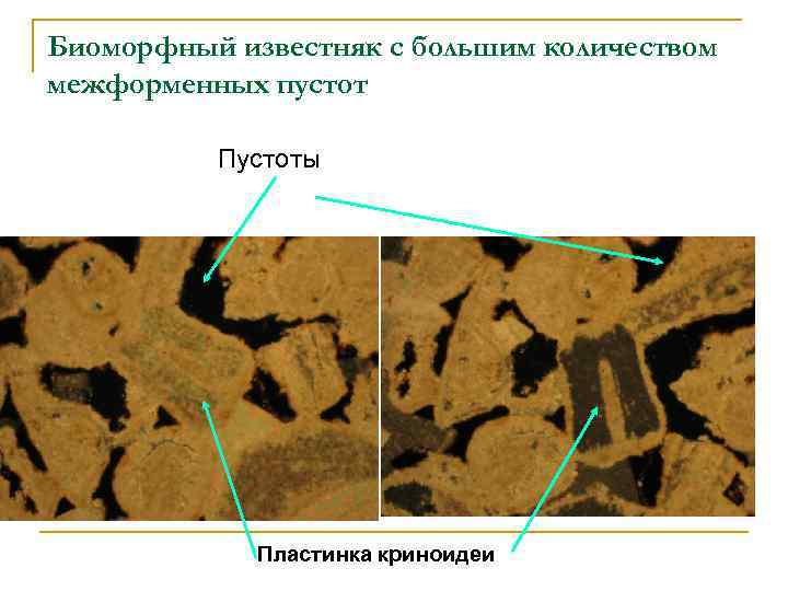 Биоморфный известняк с большим количеством межформенных пустот Пустоты Пластинка криноидеи 