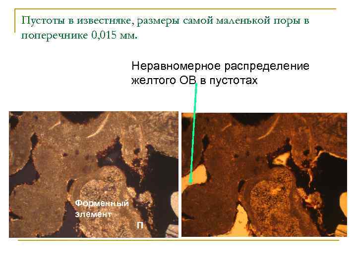 Пустоты в известняке, размеры самой маленькой поры в поперечнике 0, 015 мм. Неравномерное распределение