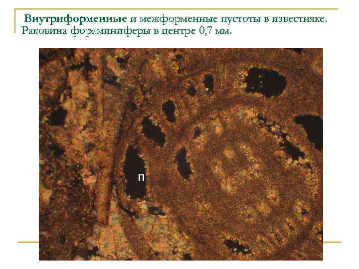 Внутриформенные и межформенные пустоты в известняке. Раковина фораминиферы в центре 0, 7 мм. П