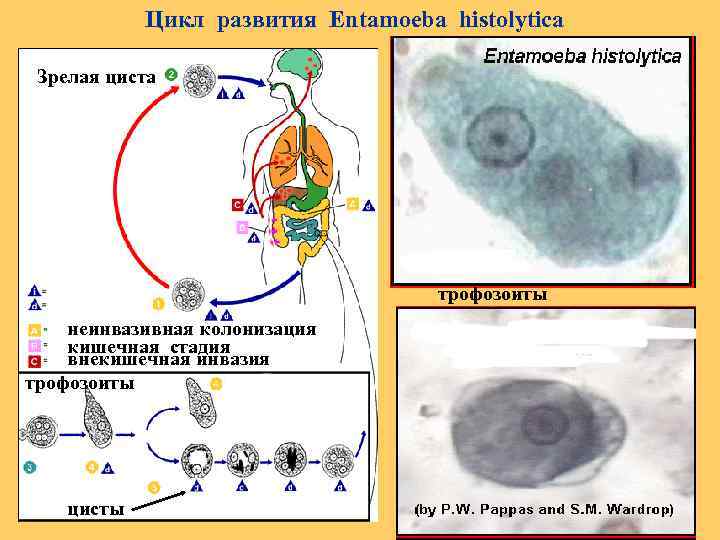 Жизненный цикл entamoeba histolytica схема