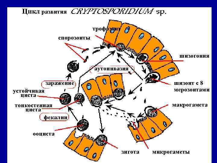 Цикл развития трофозоит спорозоиты шизогония аутоинвазия заражение шизонт с 8 мерозоитами устойчивая циста макрогамета