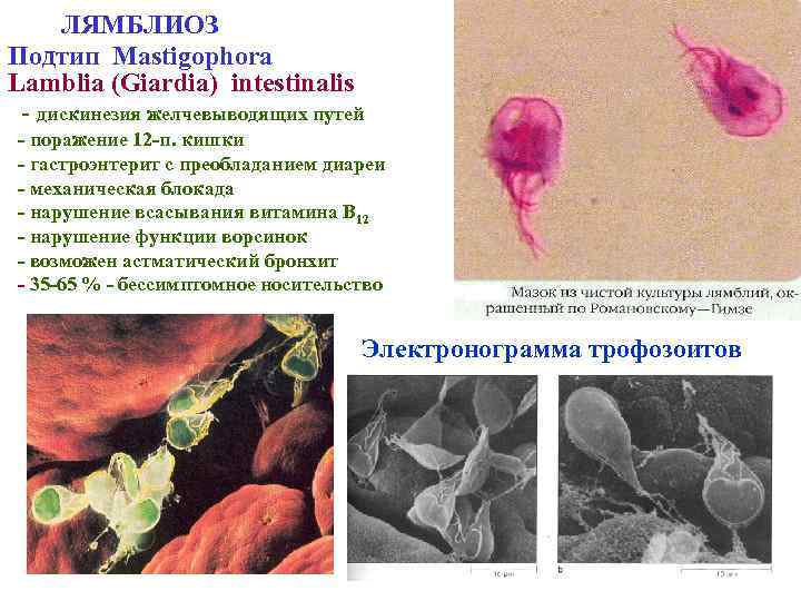 Патогенные простейшие кишечника нмо