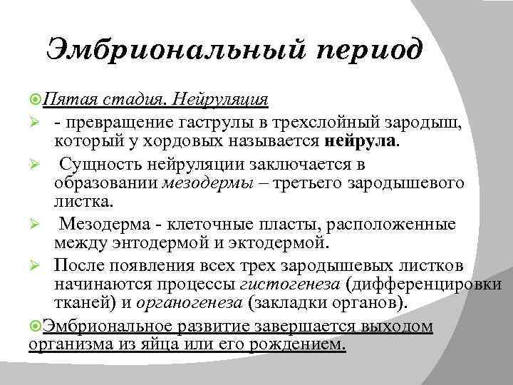 Эмбриональный период Пятая стадия. Нейруляция Ø - превращение гаструлы в трехслойный зародыш, который у