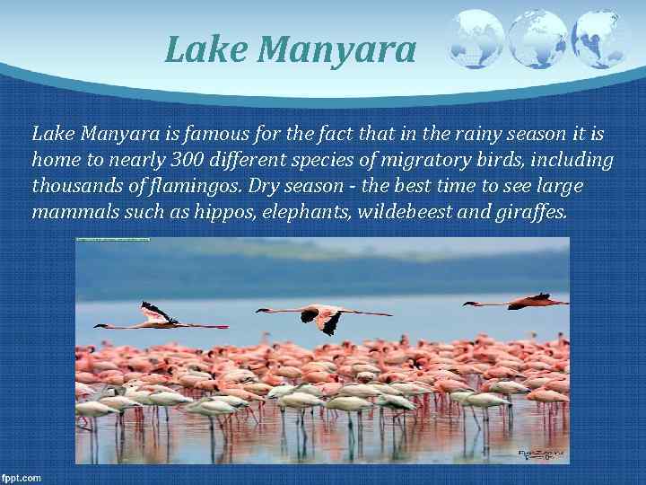 Lake Manyara is famous for the fact that in the rainy season it is