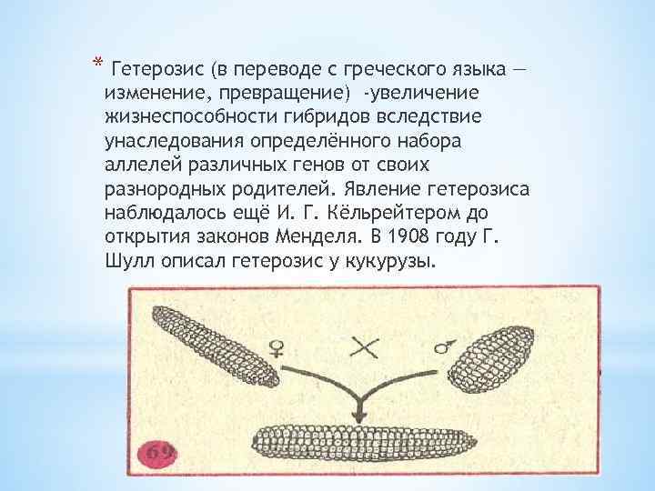 * Гетерозис (в переводе с греческого языка — изменение, превращение) -увеличение жизнеспособности гибридов вследствие