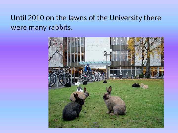 Until 2010 on the lawns of the University there were many rabbits. 