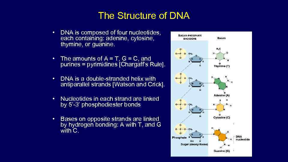 The Structure of DNA • DNA is composed of four nucleotides, each containing: adenine,