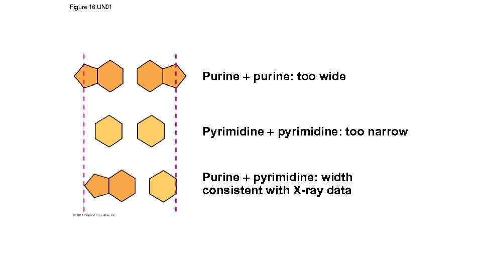 Figure 16. UN 01 Purine purine: too wide Pyrimidine pyrimidine: too narrow Purine pyrimidine: