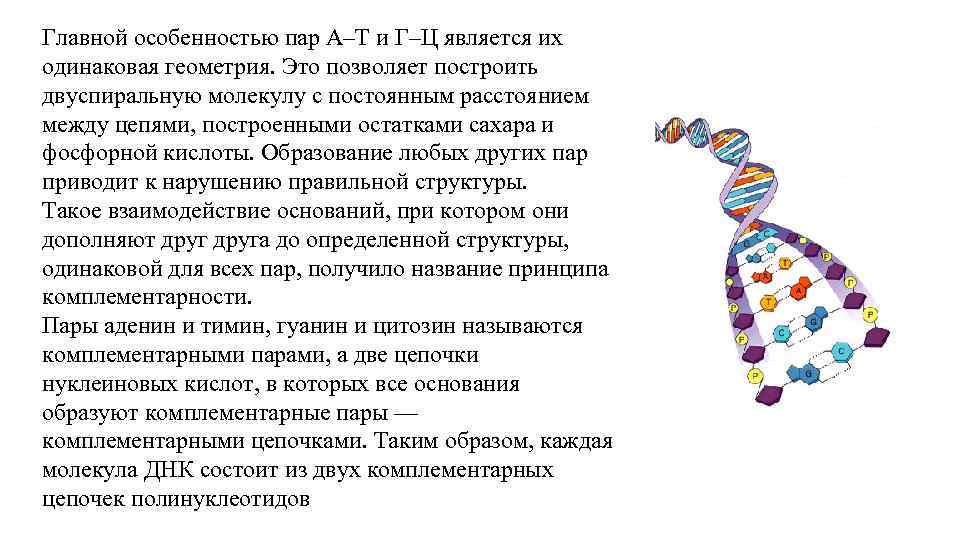 Главной особенностью пар А–Т и Г–Ц является их одинаковая геометрия. Это позволяет построить двуспиральную