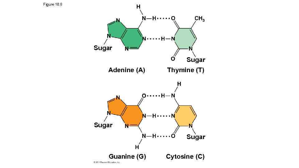 Figure 16. 8 Sugar Adenine (A) Thymine (T) Sugar Guanine (G) Cytosine (C) 