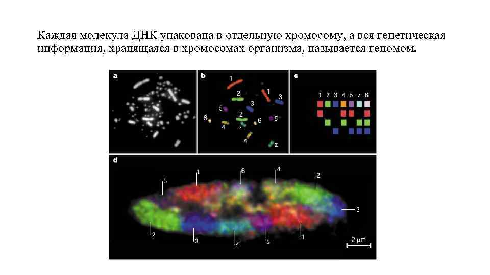 Каждая молекула ДНК упакована в отдельную хромосому, а вся генетическая информация, хранящаяся в хромосомах