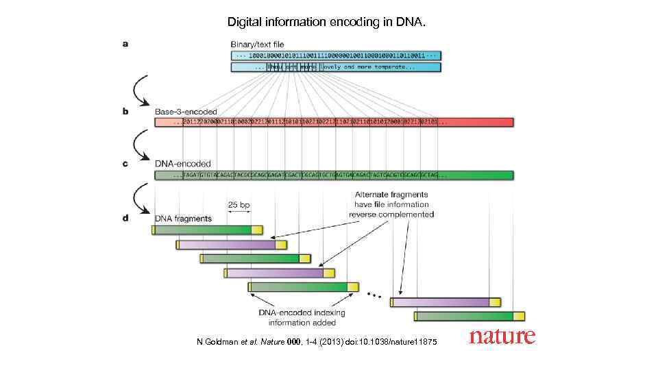 Digital information encoding in DNA. N Goldman et al. Nature 000, 1 -4 (2013)