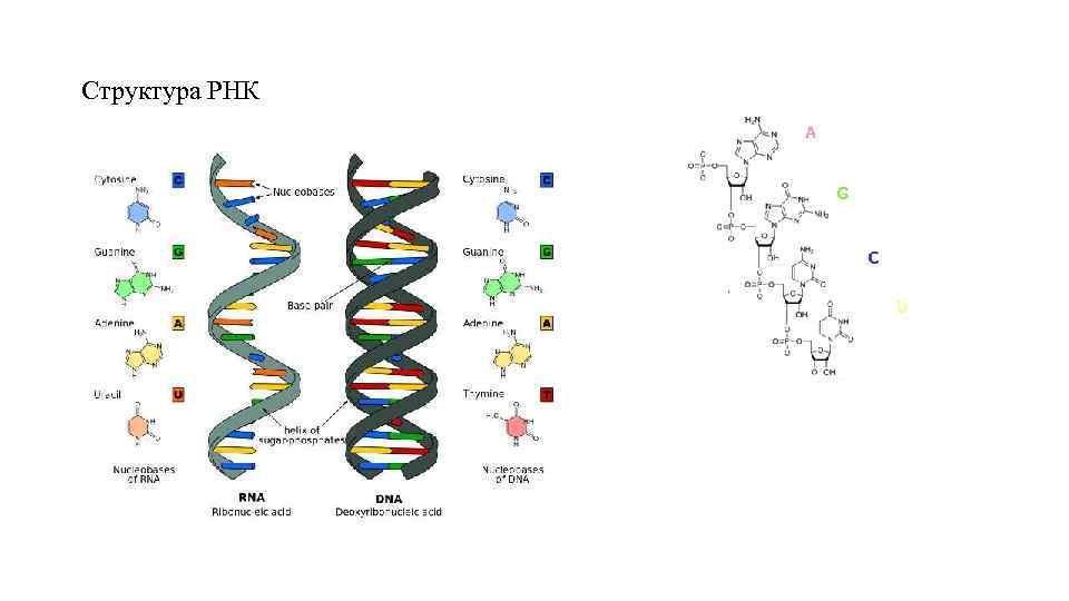 Структура РНК 