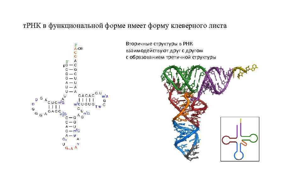 т. РНК в функциональной форме имеет форму клеверного листа Вторичные структуры в РНК взаимодействуют