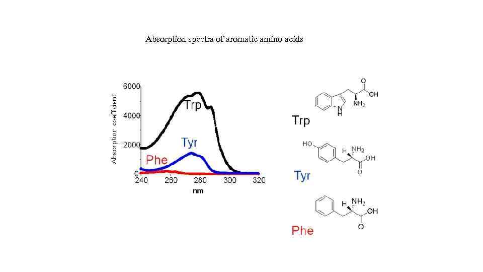 Absorption spectra of aromatic amino acids 