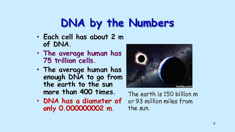 DNA by the Numbers • Each cell has about 2 m of DNA. •