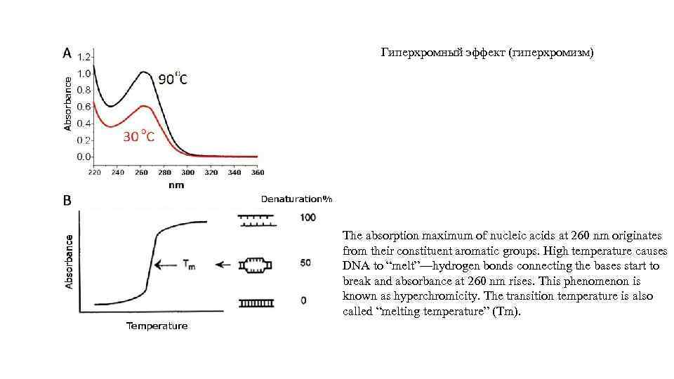 Гиперхромный эффект (гиперхромизм) The absorption maximum of nucleic acids at 260 nm originates from