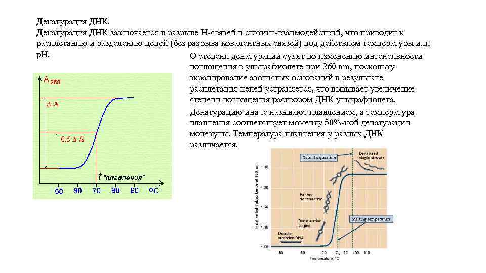 Денатурация ДНК заключается в разрыве Н-связей и стэкинг-взаимодействий, что приводит к расплетанию и разделению