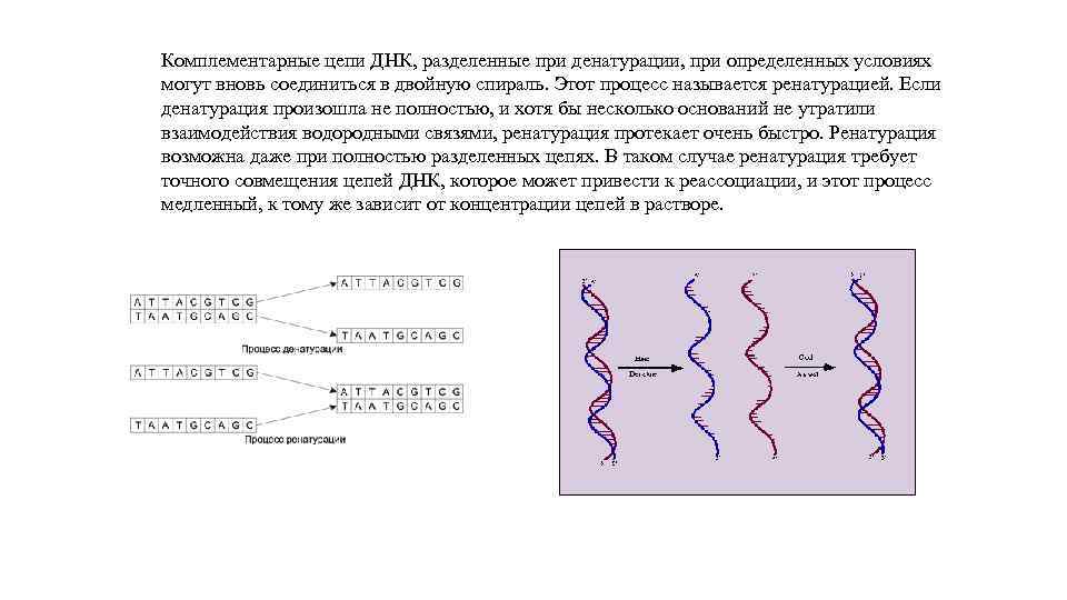 Комплементарная цепь днк. Какое изменение строения ДНК наблюдается при ее денатурации. Денатурация РНК. Денатурация нуклеиновых кислот. Температура денатурации ДНК составляет….