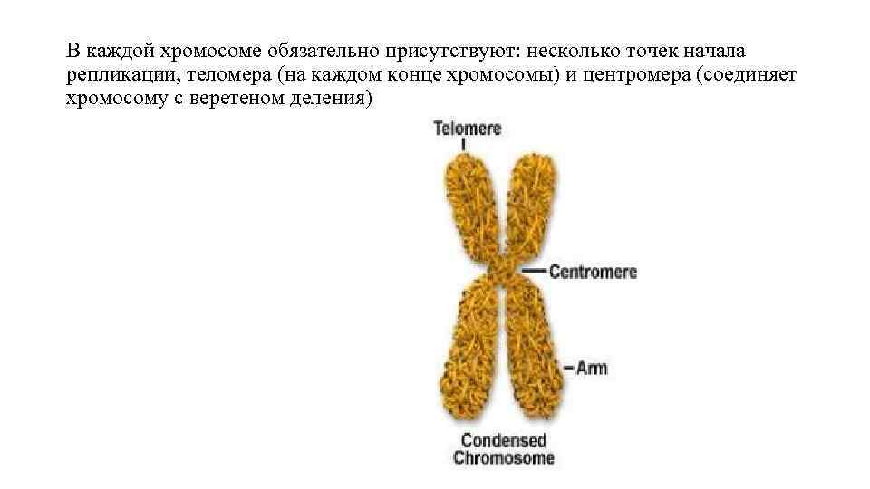 Центромера это участок хромосомы эукариот. Хромосомы в зависимости от расположения центромеры. Окончания хромосом. Концы хромосом. Теломеры хромосом.