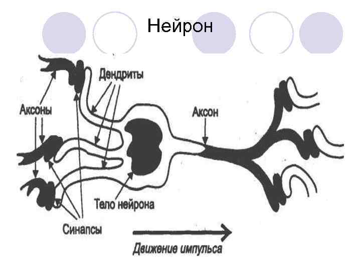 Нейрон 