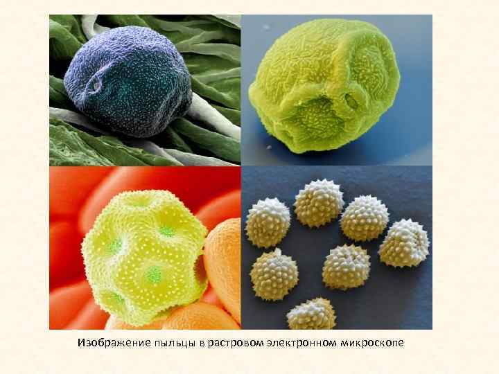 Изображение пыльцы в растровом электронном микроскопе 