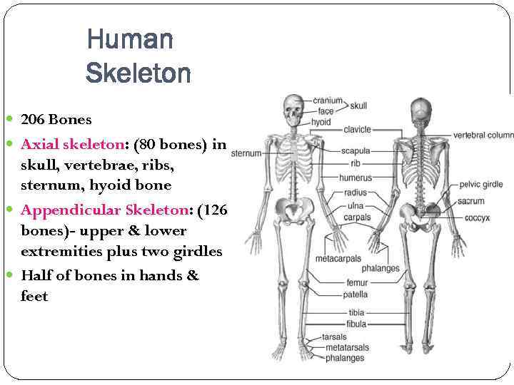 Human Skeleton 206 Bones Axial skeleton: (80 bones) in skull, vertebrae, ribs, sternum, hyoid