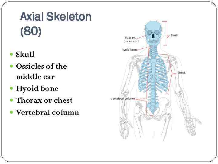 Axial Skeleton (80) Skull Ossicles of the middle ear Hyoid bone Thorax or chest