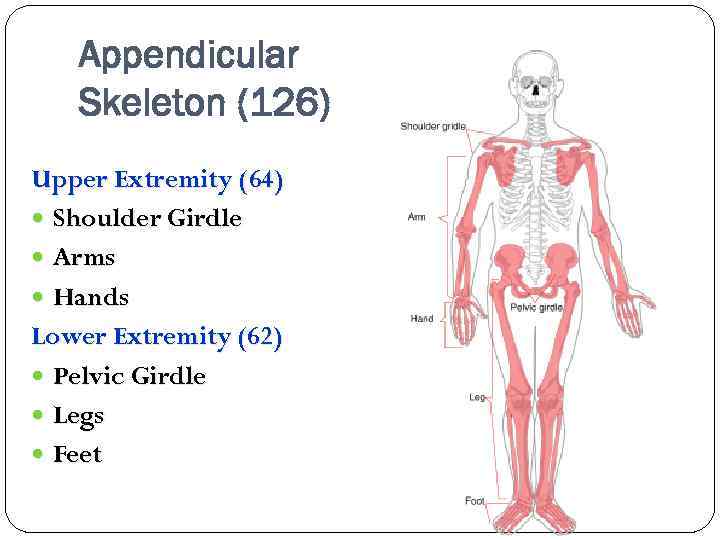 Appendicular Skeleton (126) Upper Extremity (64) Shoulder Girdle Arms Hands Lower Extremity (62) Pelvic