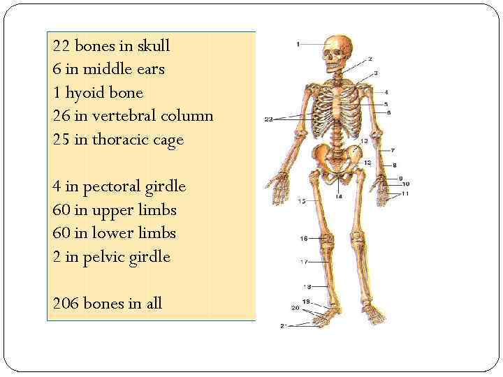 22 bones in skull 6 in middle ears 1 hyoid bone 26 in vertebral