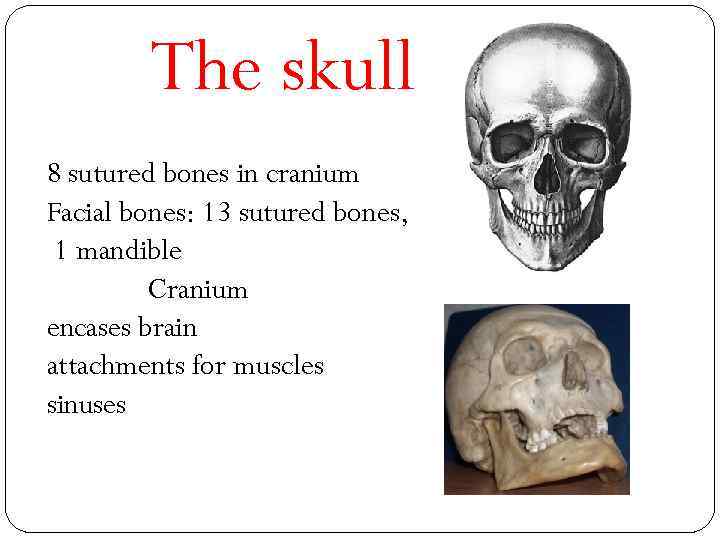 The skull 8 sutured bones in cranium Facial bones: 13 sutured bones, 1 mandible