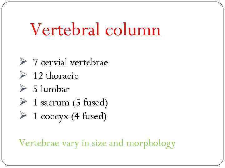 Vertebral column Ø Ø Ø 7 cervial vertebrae 12 thoracic 5 lumbar 1 sacrum