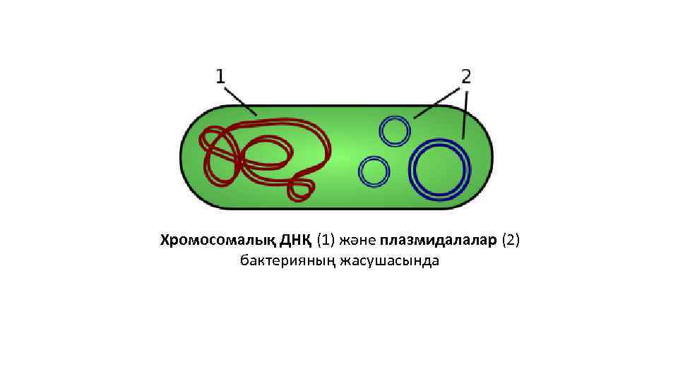 Хромосомалық ДНҚ (1) және плазмидалалар (2) бактерияның жасушасында 