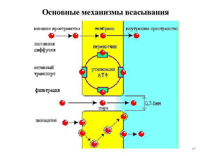 Основные механизмы всасывания 17 