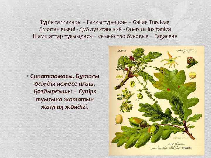 Түрік галлалары – Галлы турецкие – Gallae Turcicae Лузитан емені - Дуб лузитанский -