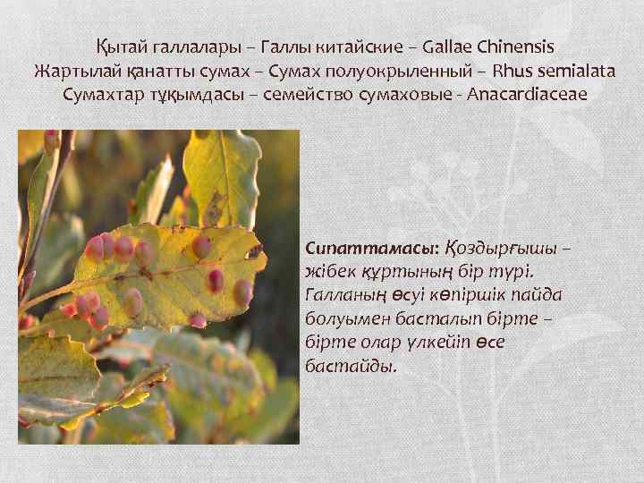 Қытай галлалары – Галлы китайские – Gallae Chinensis Жартылай қанатты сумах – Сумах полуокрыленный
