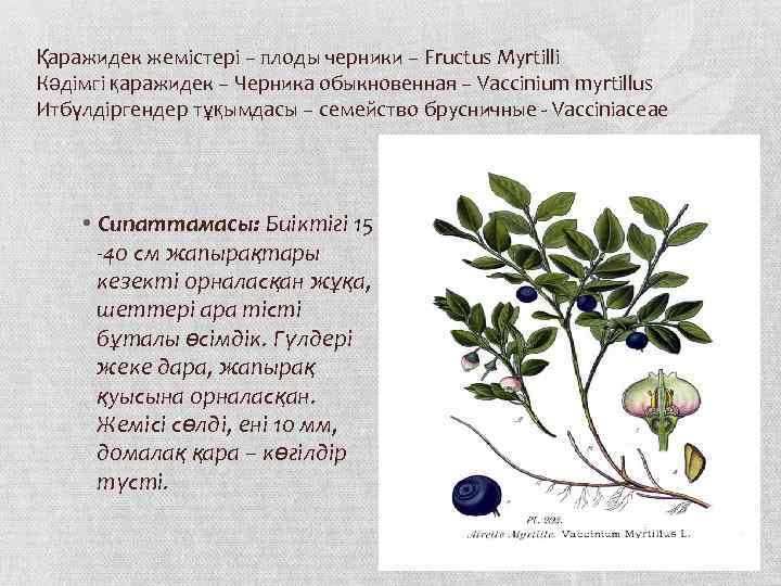 Қаражидек жемістері – плоды черники – Fructus Myrtilli Кәдімгі қаражидек – Черника обыкновенная –