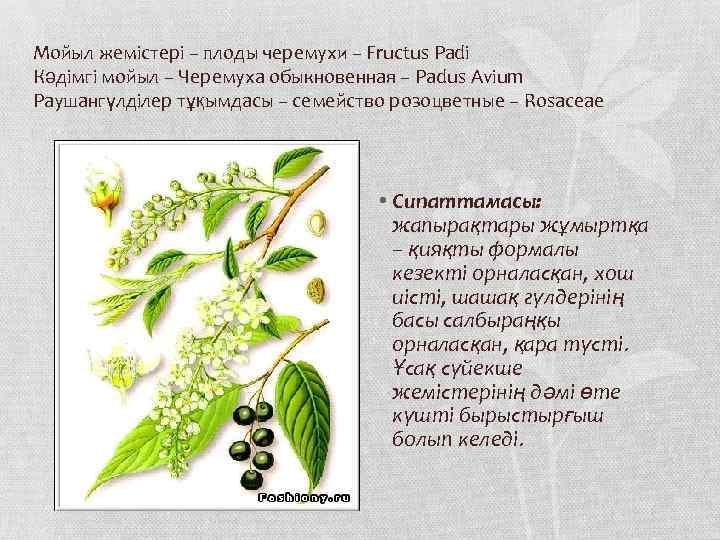 Мойыл жемістері – плоды черемухи – Fructus Padi Кәдімгі мойыл – Черемуха обыкновенная –